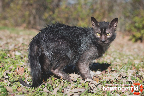 Lika (werewolf cats)