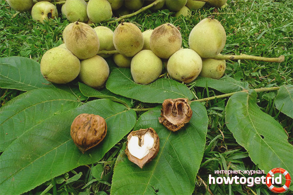 Mandschurische Walnuss in der Volksmedizin