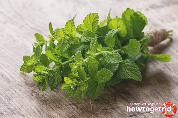 Menthe pour l'allaitement