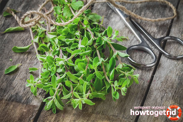 Propriétés et contre-indications utiles de la marjolaine