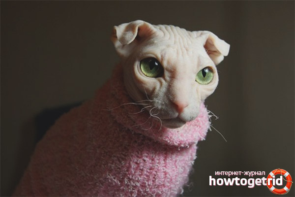 Cat breed Ukrainian Levkoy