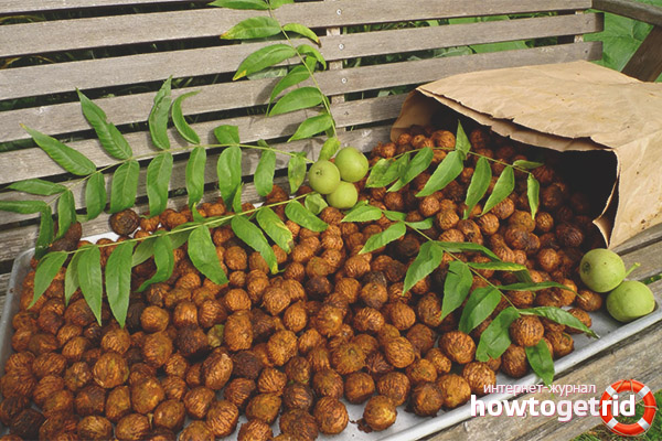 Gegenanzeigen für mandschurische Walnüsse