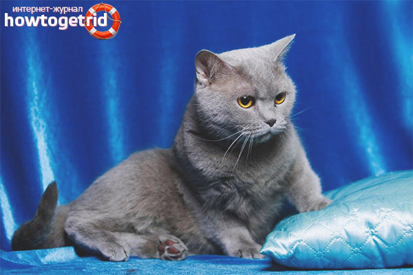 Scottish Straight Cat