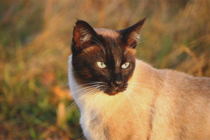 Siamese cat