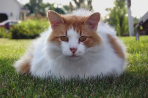 Turkish van