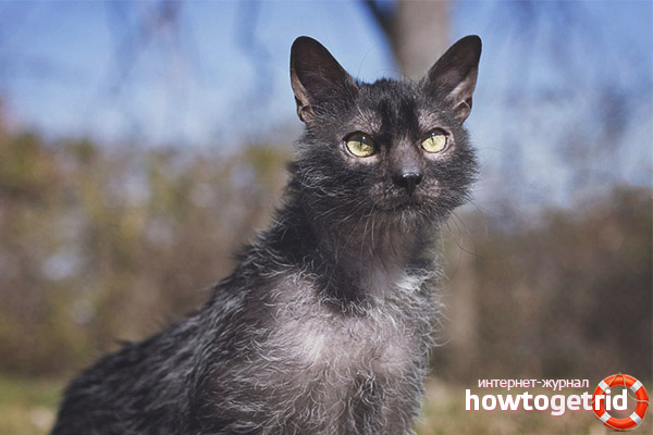 Care and maintenance of a werewolf cat