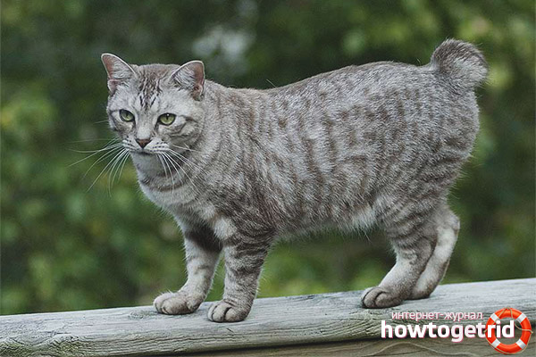 American Bobtail Care