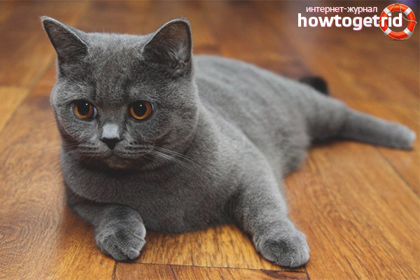 Types of color Scottish fold cat