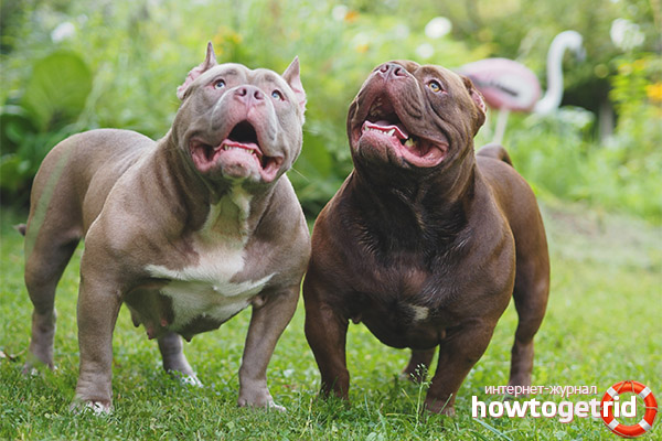 Intimidateur américain