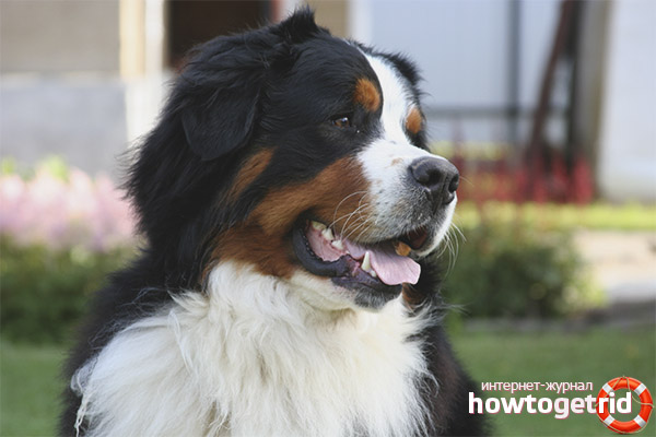 Bernese Mountain Dog