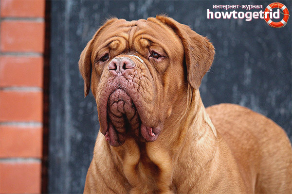 Dogue de bordeaux