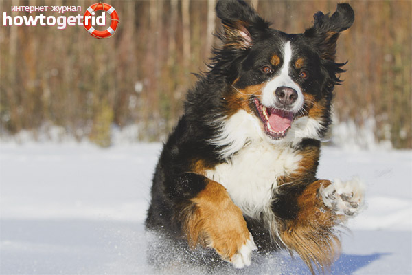 The physical activity of the Bernese Mountain Dog