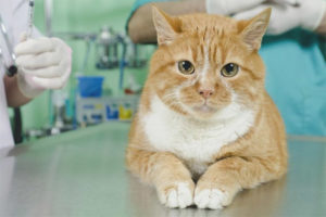 Chemical sterilization of cats