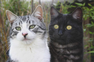 How to distinguish a cat from a cat