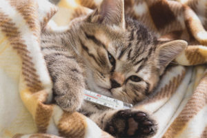 How to understand that a cat has a fever
