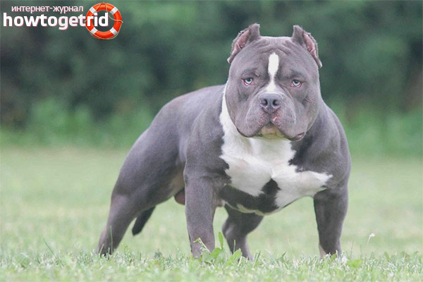 Comment prendre soin d'un taureau américain