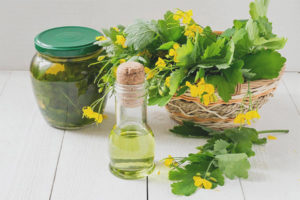Therapeutic properties and contraindications of celandine