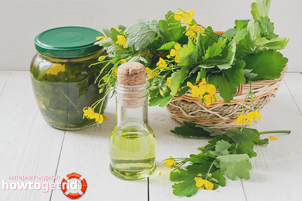 Therapeutic properties and contraindications of celandine