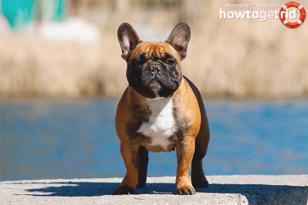 Features of the French Bulldog