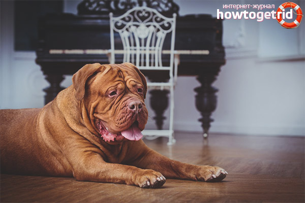 Features of care and maintenance of the Bordeaux dog