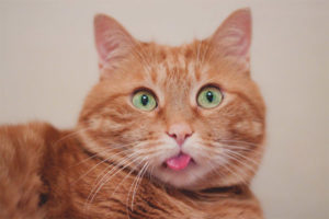 Why do cats stick out the tip of their tongue?