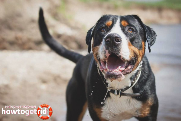 Dog breed swiss mountain dog