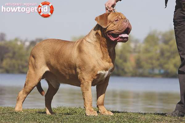 The process of training and education of the Bordeaux dog