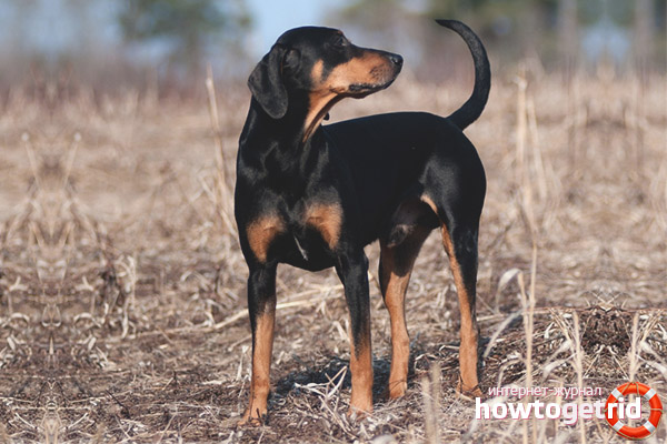 Maintenance and care of the Austrian hound
