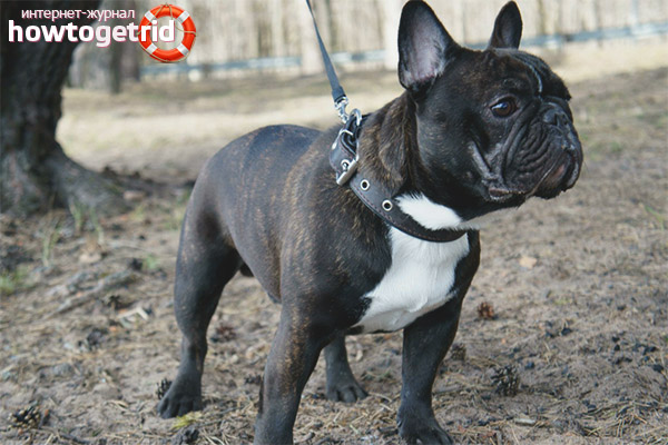 French Bulldog Standards