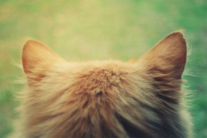 The cat has hot ears