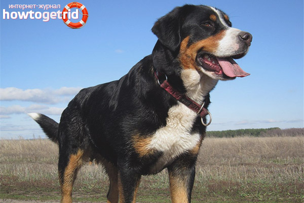 Swiss Mountain Dog Care