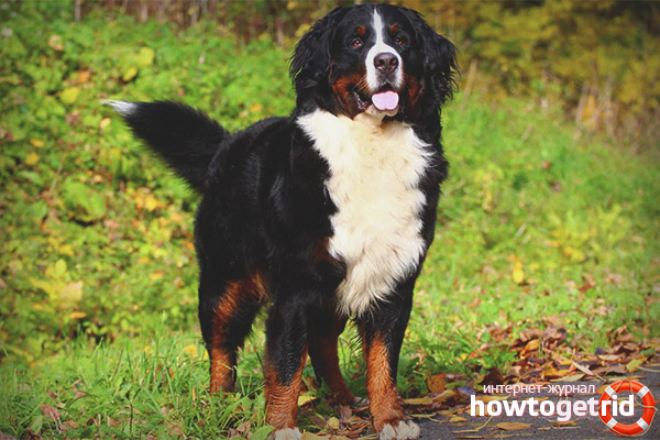 Mental abilities of the Bernese Mountain Dog