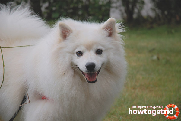 American Eskimo Spitz