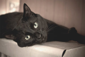 Bombay cat