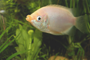 Gourami kissing