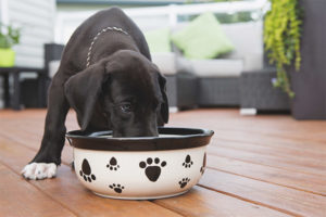 How to feed a dog after childbirth