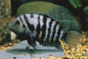 Cichlazoma black-banded