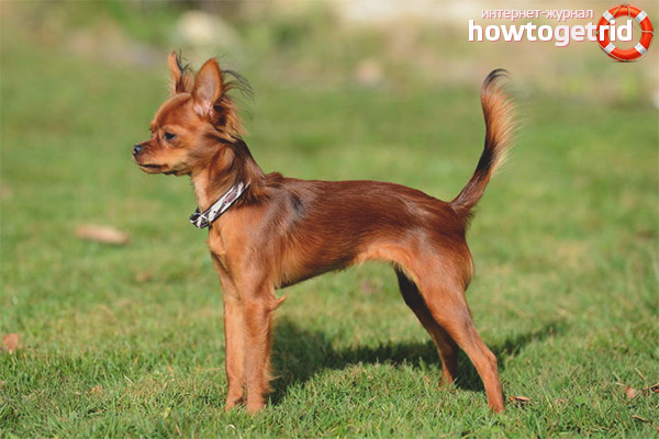 Training and education of the Russian toy terrier