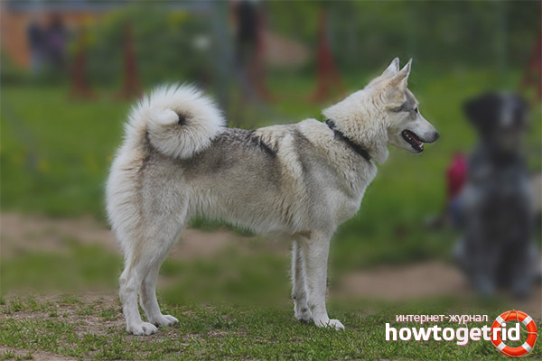Training and education of the West Siberian husky