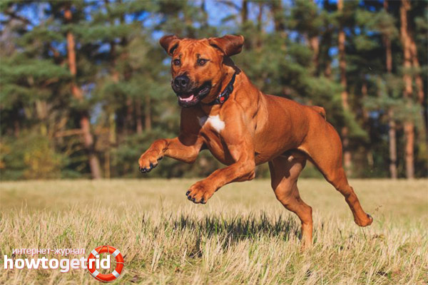 Ridgeback Training