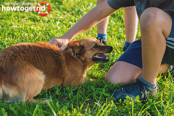 Dog Training Team Lying!