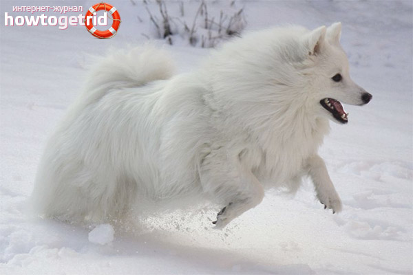 Character and eski training