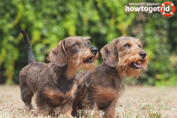 The nature and character of wire-haired dachshund