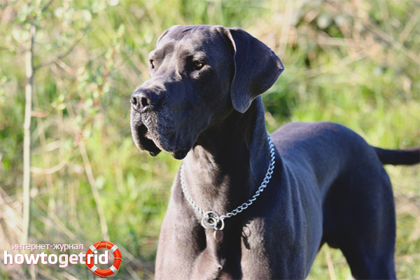 Great Dane breed character