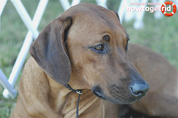 The nature of the Rhodesian Ridgeback