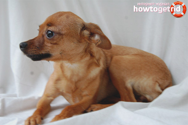 Character of Russian toy terriers