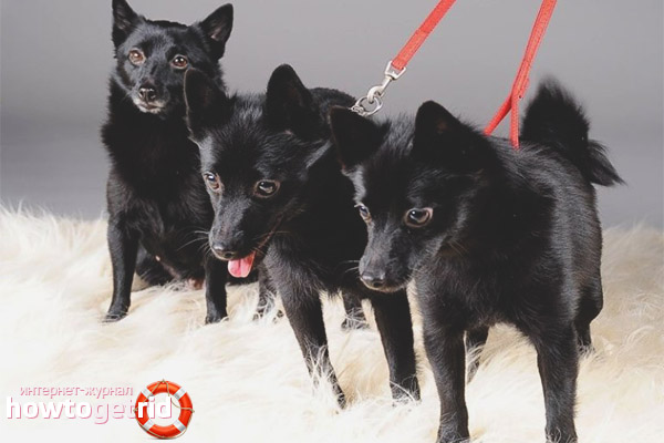 Personnage Schipperke