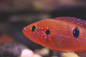 Chromis handsome