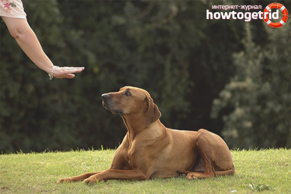 How to teach a dog a command to lie!