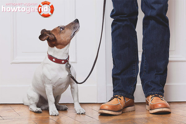 How to leave a dog alone at home